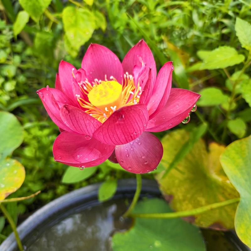 Micro Varieties Lotus Tubers