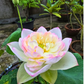Rare & Exotic Varieties Lotus Tubers