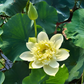 Rare & Exotic Varieties Lotus Tubers