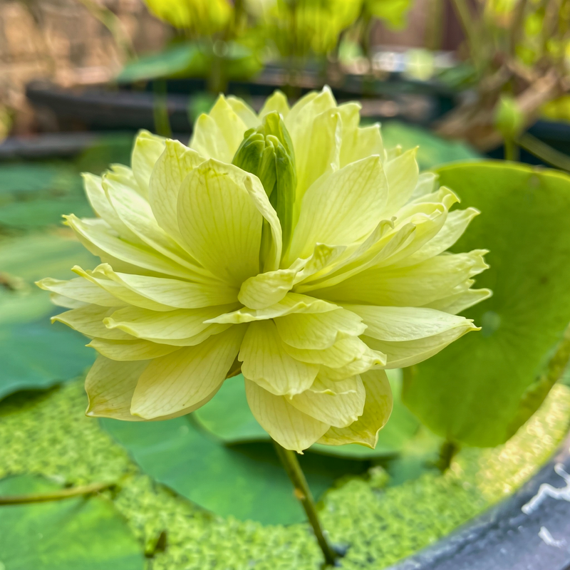 Micro Varieties Lotus Tubers