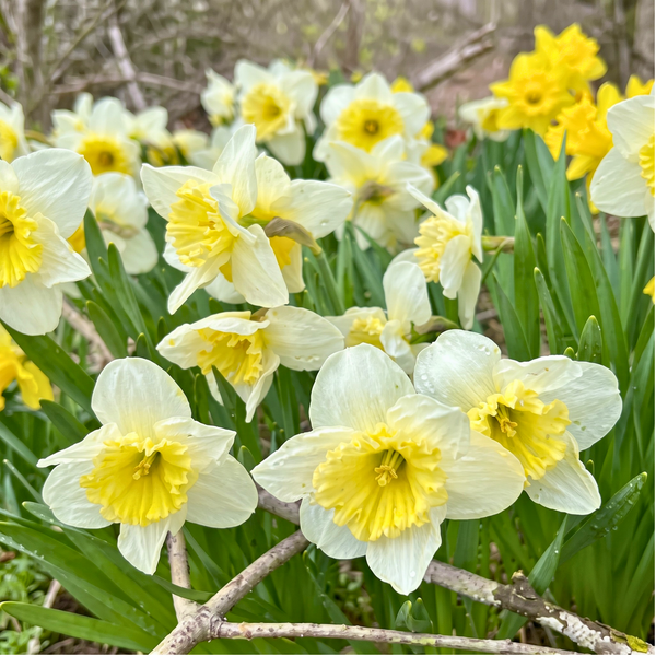 Indian Daffodil Nargis Bulbs