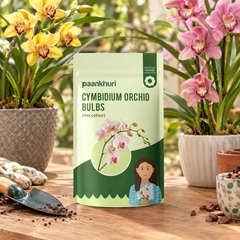 Cymbidium Orchid Bulbs