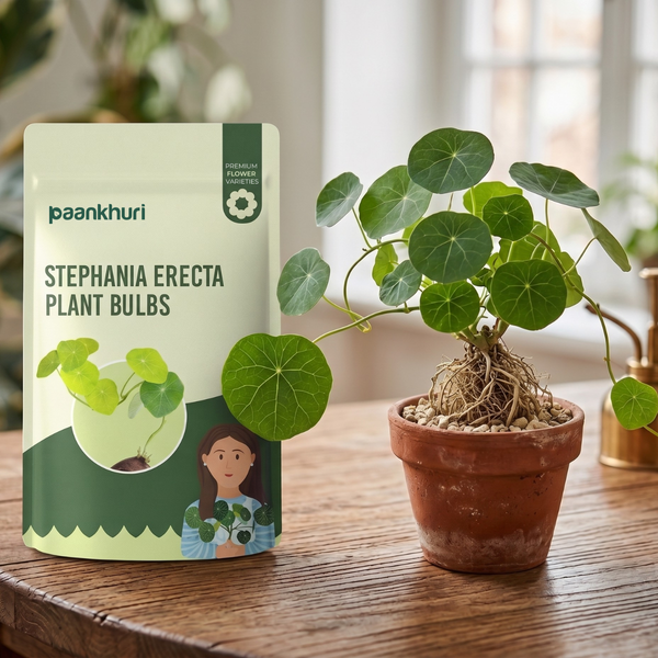Stephania Erecta Plant Bulbs
