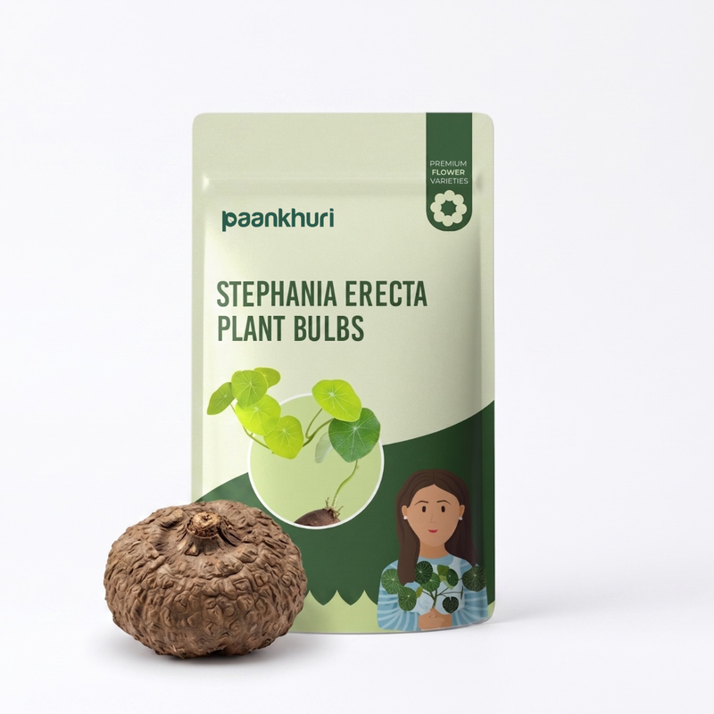 Stephania Erecta Plant Bulbs
