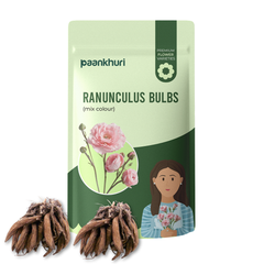 Ranunculus Mixed Bulbs