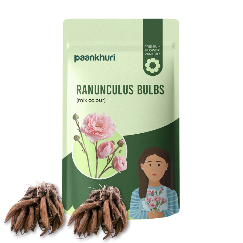Ranunculus Mixed Bulbs