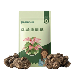 Caladium Bulbs
