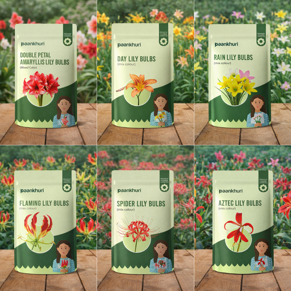 Summer Special Lily Bulbs Combo