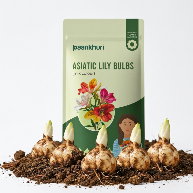 Asiatic Lily Bulbs
