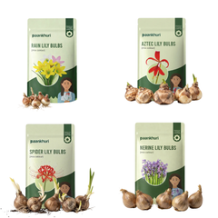Fragrant Lily Collection