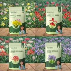 Fragrant Lily Collection