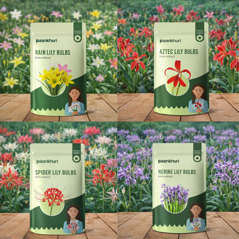 Fragrant Lily Collection