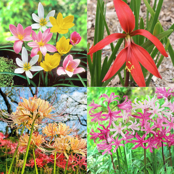 Fragrant Lily Collection