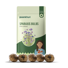 Sparaxis Bulbs