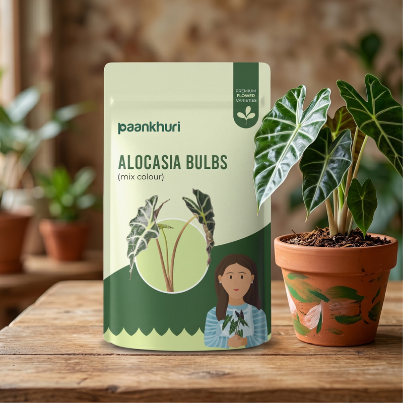 Alocasia Bulbs