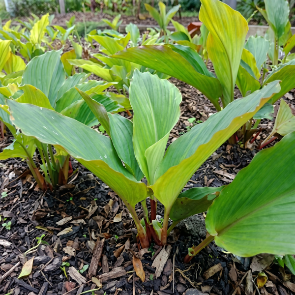 Black Ginger Bulbs