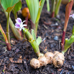 Black Ginger Bulbs