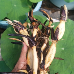 Drop Blood Lotus Tuber