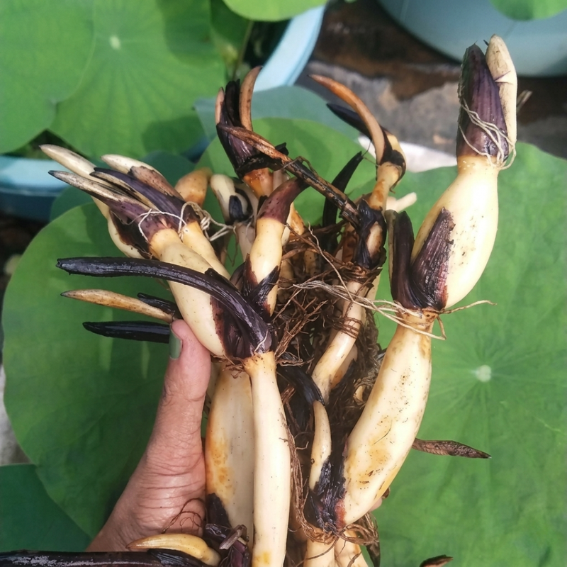Drop Blood Lotus Tuber