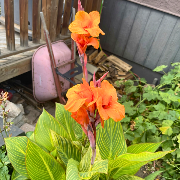 Variegated Canna Lily