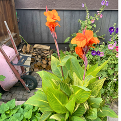 Variegated Canna Lily