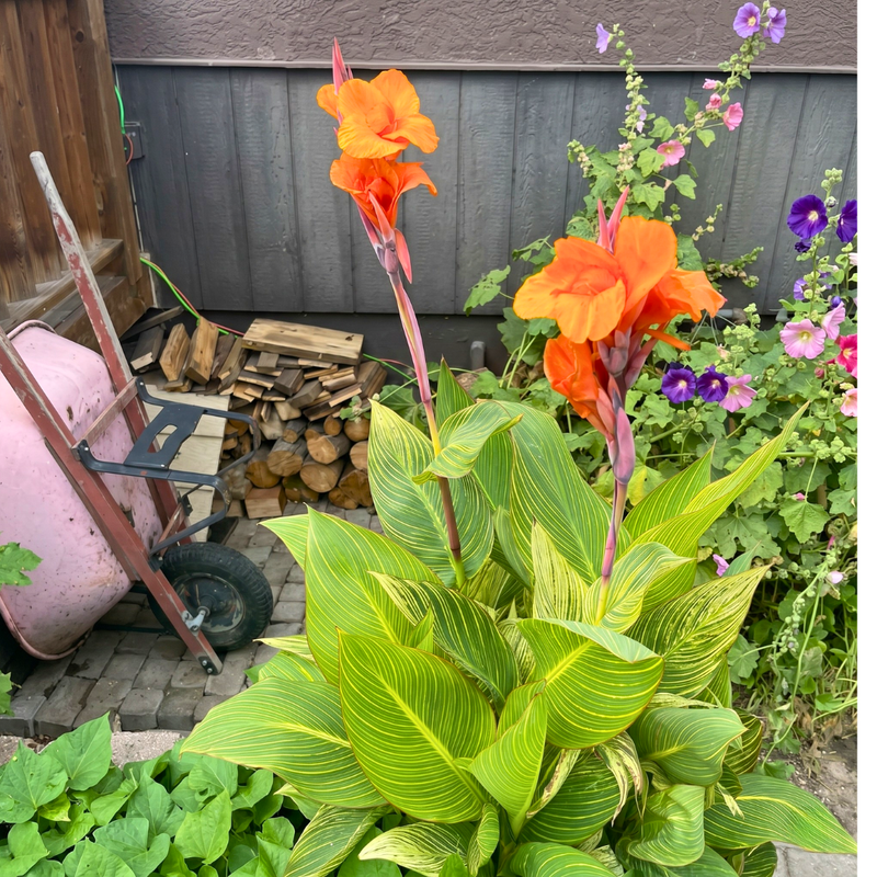 Variegated Canna Lily