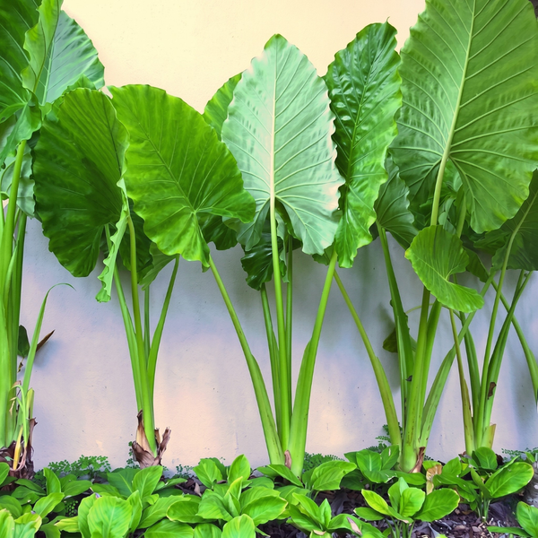 Elephant Ear (Colocasia) Bulbs