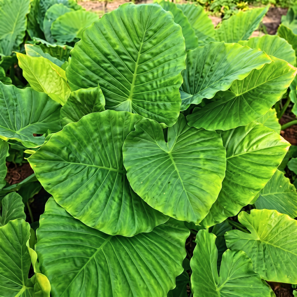 Elephant Ear (Colocasia) Bulbs
