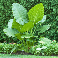 Elephant Ear (Colocasia) Bulbs