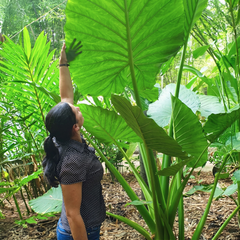 Elephant Ear (Colocasia) Bulbs
