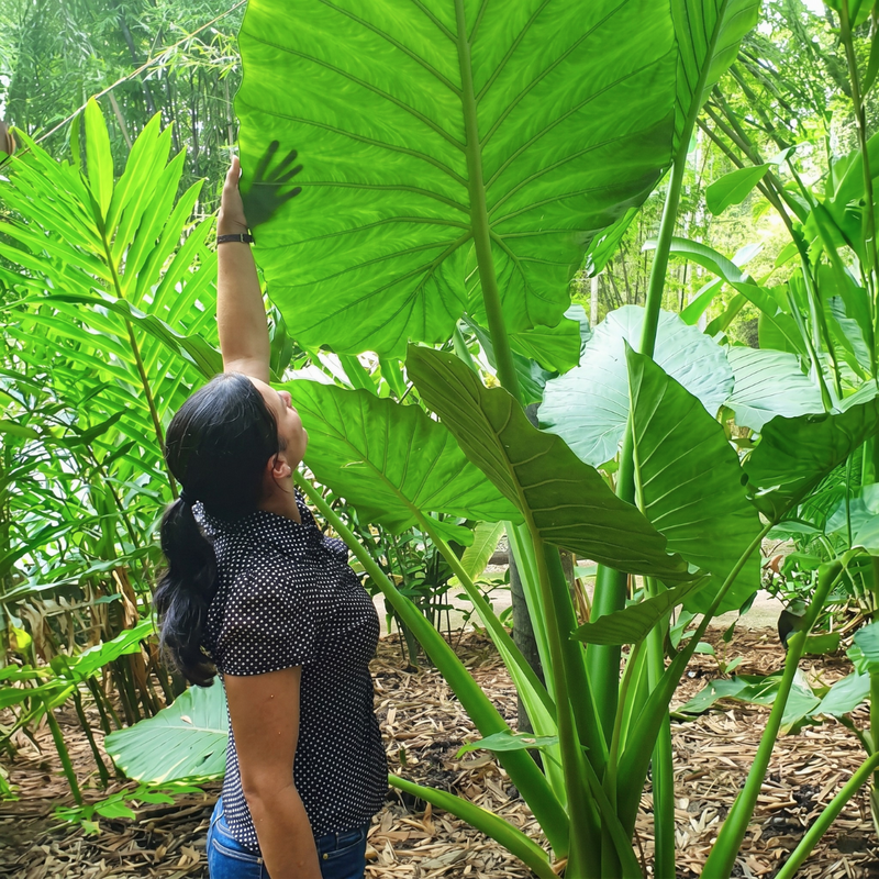 Elephant Ear (Colocasia) Bulbs
