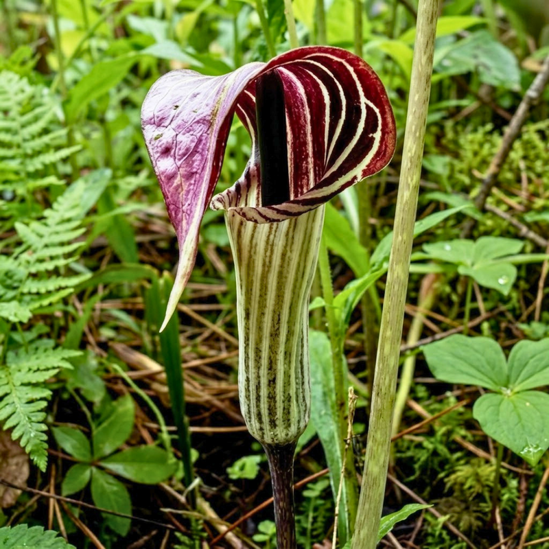 Snake Lily Flower Bulbs