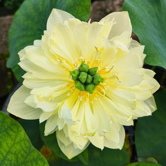 Yellow Pror Pink Lotus Tubers
