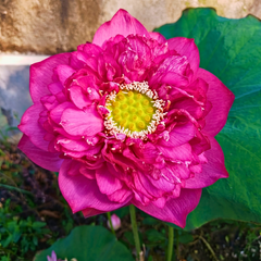 Red Amity Lotus Tuber