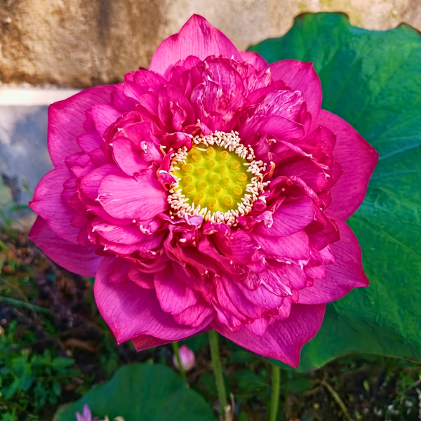 Red Amity Lotus Tuber