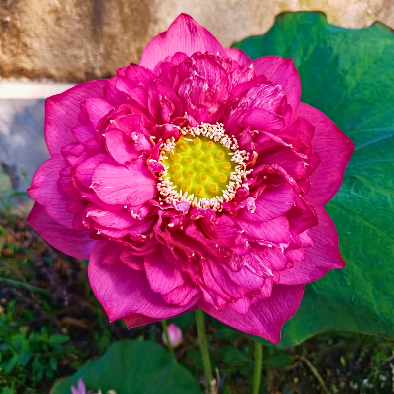 Red Amity Lotus Tuber