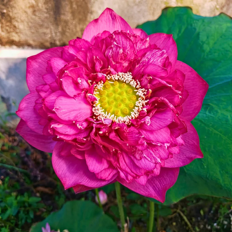 Rare & Exotic Varieties Lotus Tubers