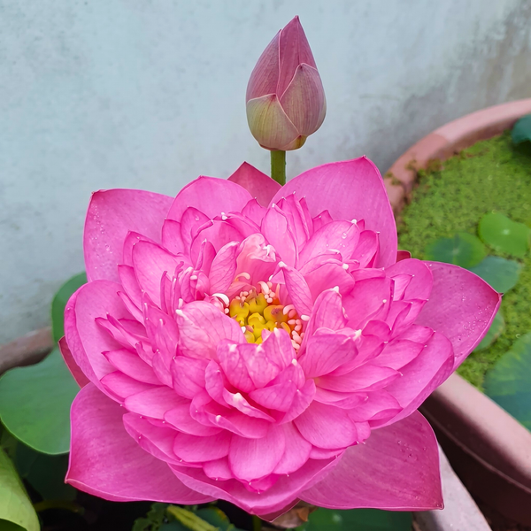 Peoney Fancy Lotus Tubers