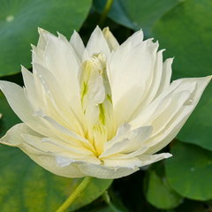 First Fall Lotus Tuber