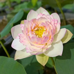 Buddha Sound Lotus Tubers