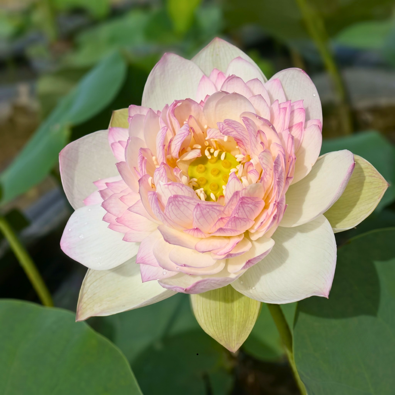 Buddha Sound Lotus Tubers