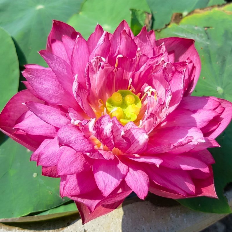 Red Philip Lotus Tuber