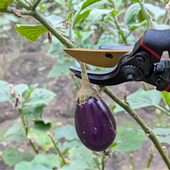 Paankhuri™ PruneMaster