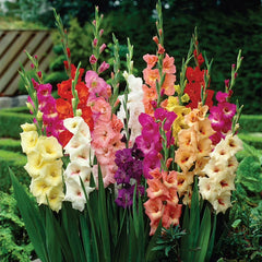 Gladiolus Bulbs (Mix Colour)