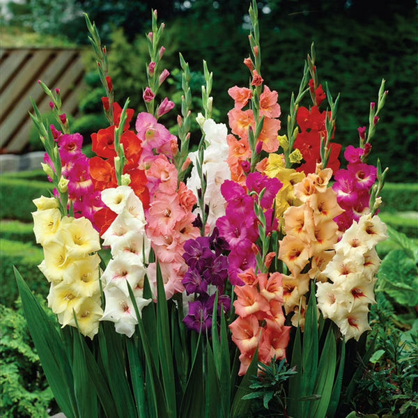 Gladiolus Bulbs (Mix Colour)