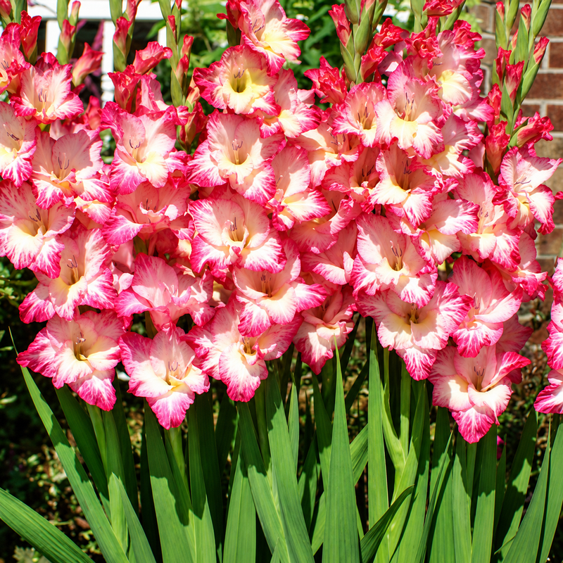 Imported Gladiolus Bulbs