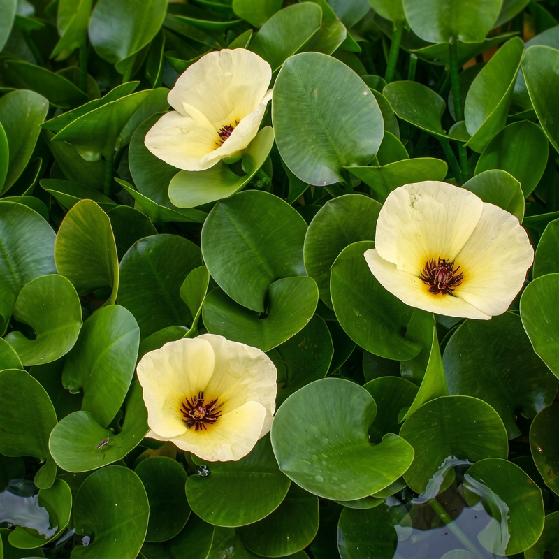 Water Poppy Live Plant