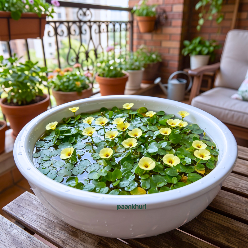 Water Poppy Live Plant