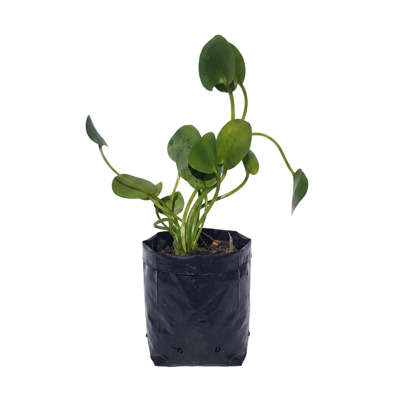 Water Poppy Live Plant