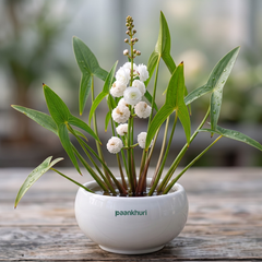 A potted water plant with glossy green leaves and a central cluster of small white flowers, arranged in a round white ceramic pot on a rustic wooden surface with a softly blurred outdoor background.